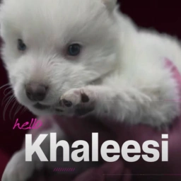 KHALEESI