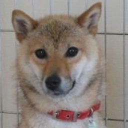 WAKO
