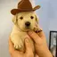 PNUTDOG